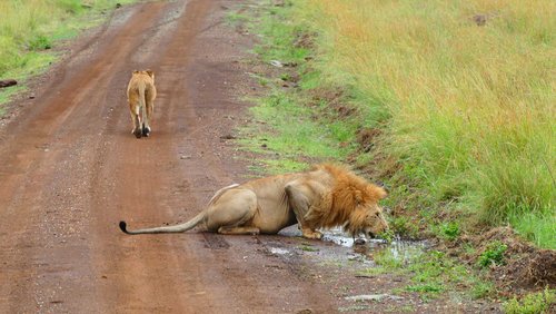KARIBU - Safari und Baden in Kenia