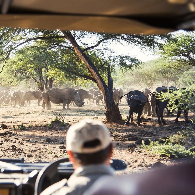 Nashörner und Büffel vor Safariauto im Kruger Nationalpark