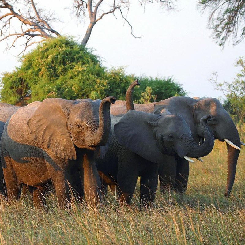 Elefanten im Mahango Nationalpark