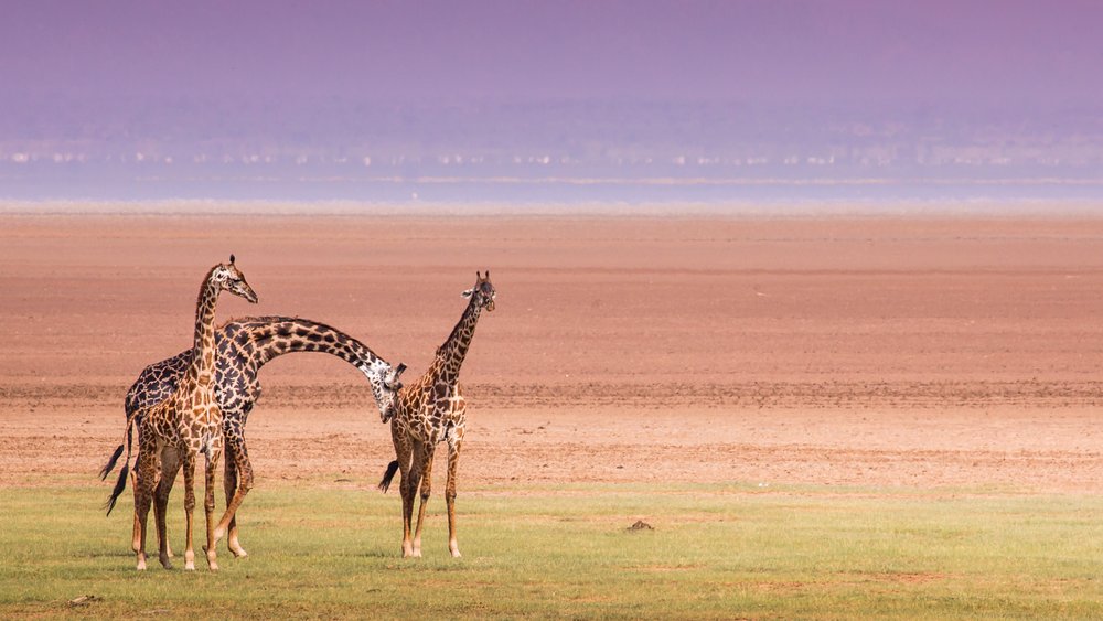 Giraffen im Lake-Manyara-Nationalpark