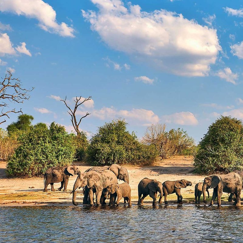 Elefanten am Wasserloch im Chobe Nationalpark