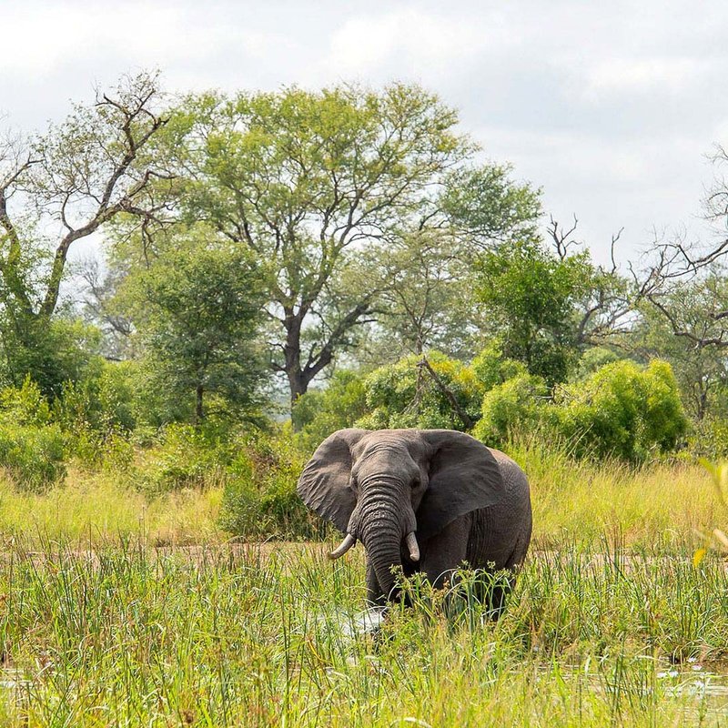 Kruger Nationalpark Elefant
