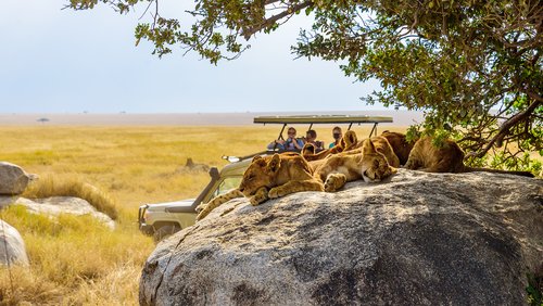 KARIBU - Safari in Kenia