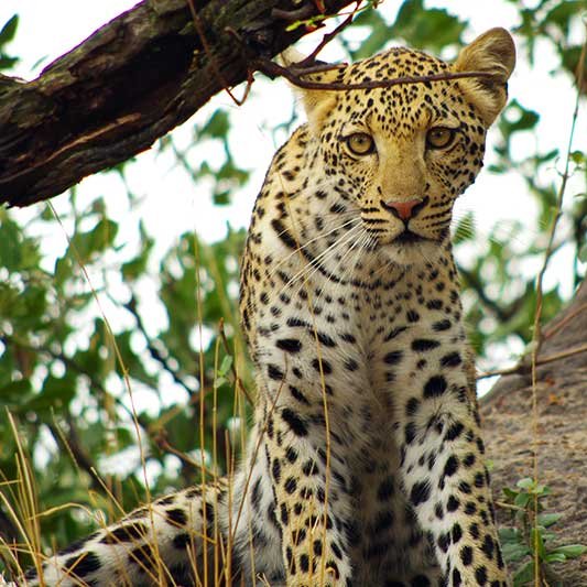 Leopard vor einem Baum im Okavango Delta