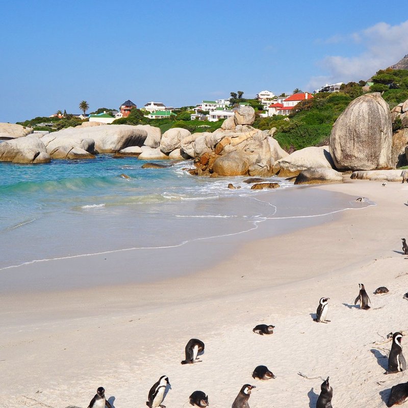 Pinguine am Strand von Stony Point 