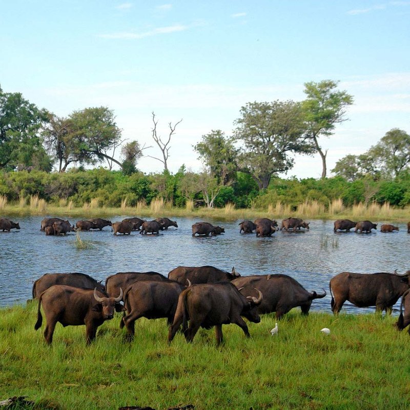 Wasserbüffel am Chobe River