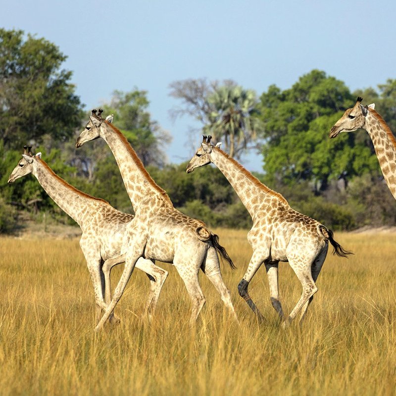 Giraffen im Savuti Marschland