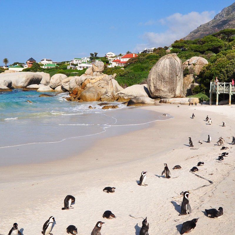 Pinguine am Strand von Stony Point 