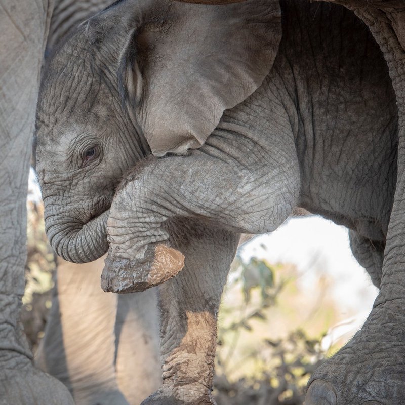 Lusaka das Elephant Sanctuary