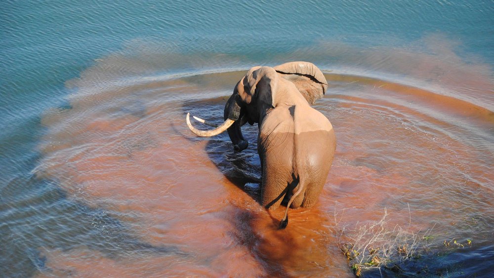 Matusadona Nationalpark Elefant