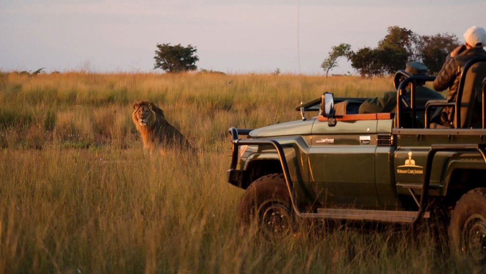 Ein Löwe sitzt vor einem Safari Auto im Liuwa Plains Nationalpark