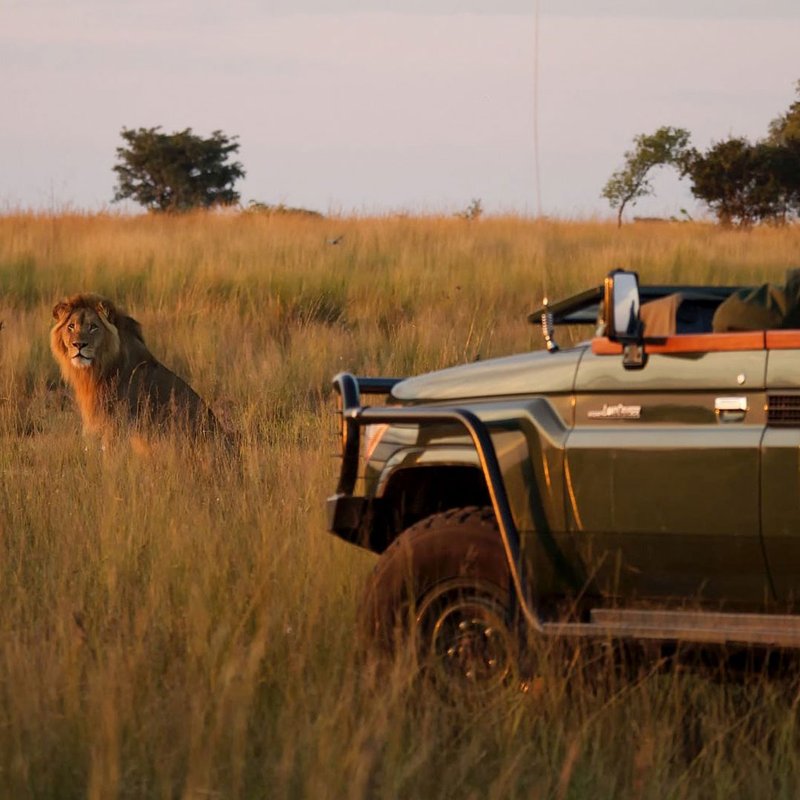 Ein Löwe sitzt vor einem Safari Auto im Liuwa Plains Nationalpark