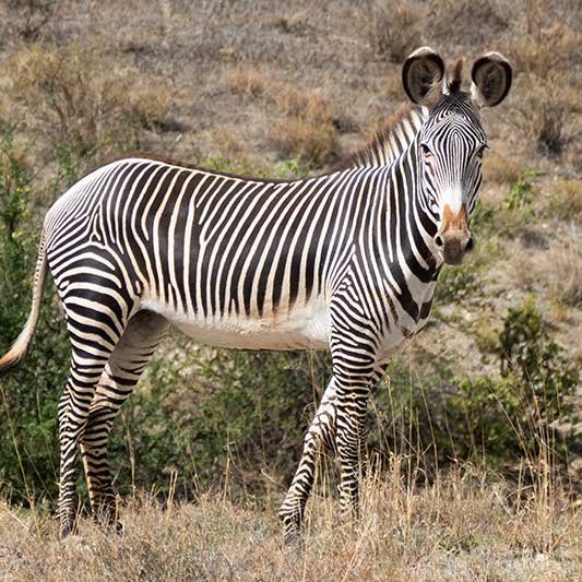 Grevy-Zebra im Shaba National Reserve