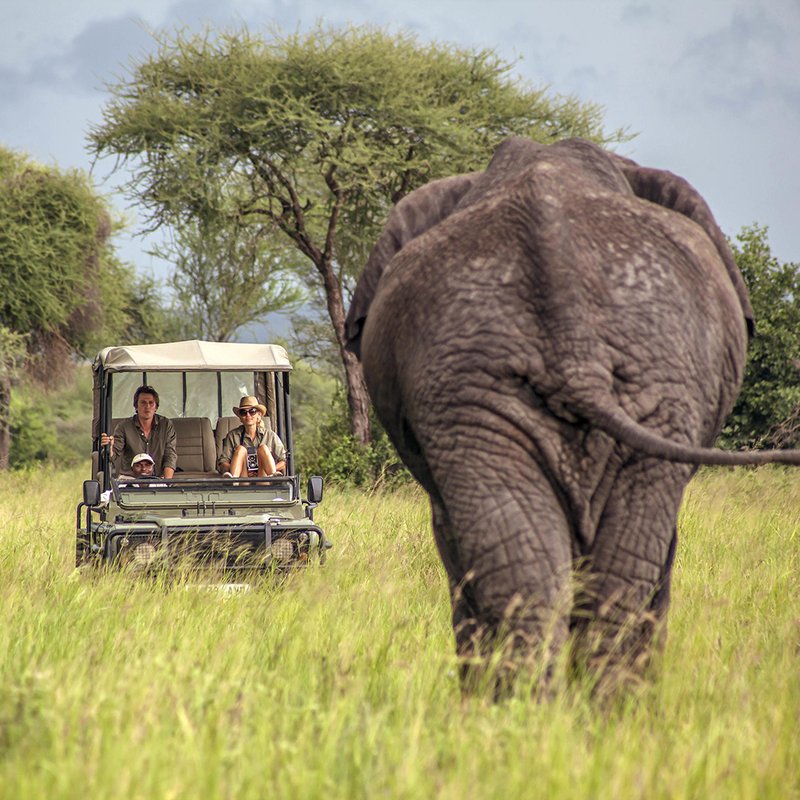 Pirschfahrt mit Elefant in der Chem Chem Conservancy