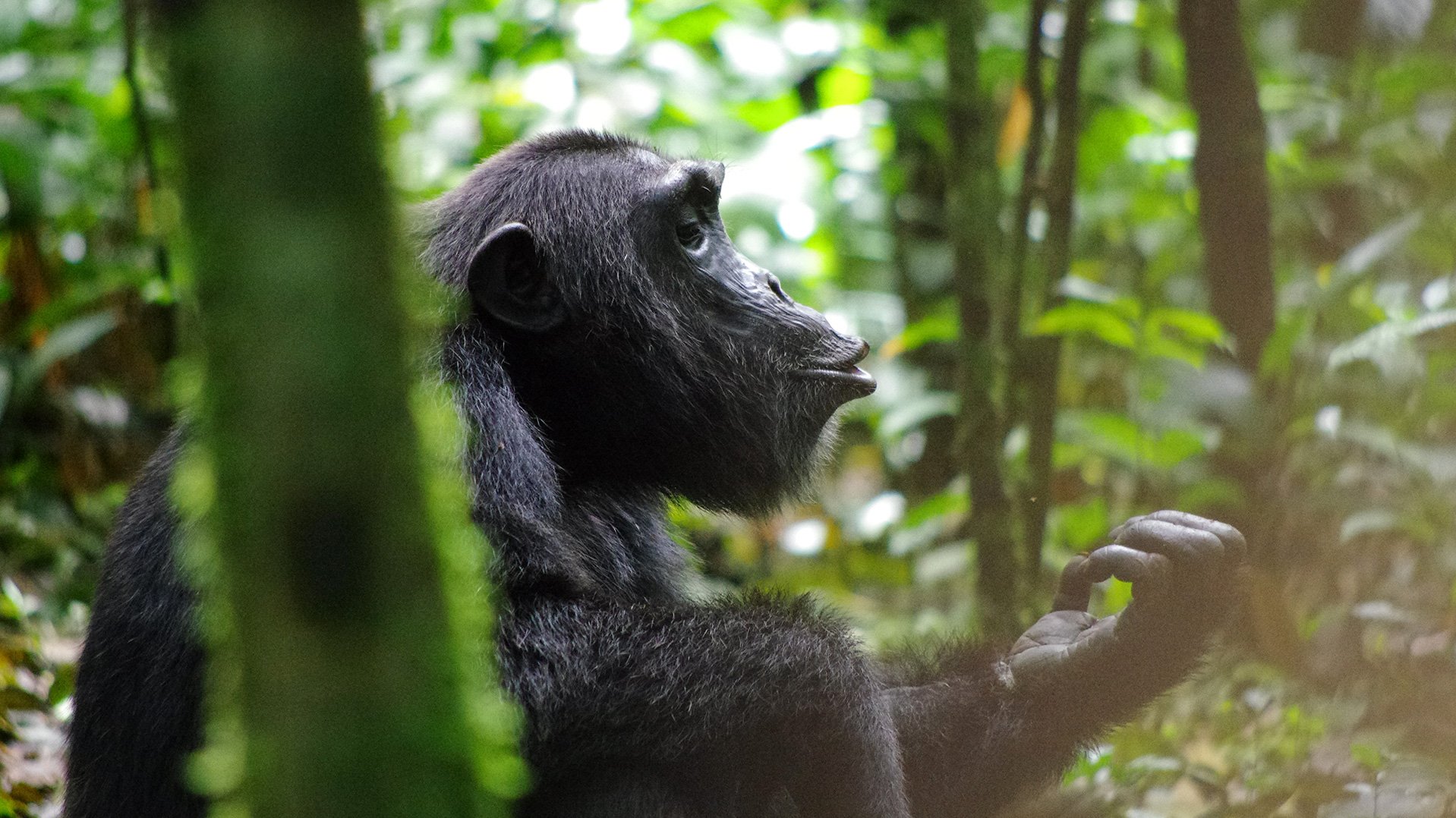 Schimpanse auf privat geführter Uganda Reise