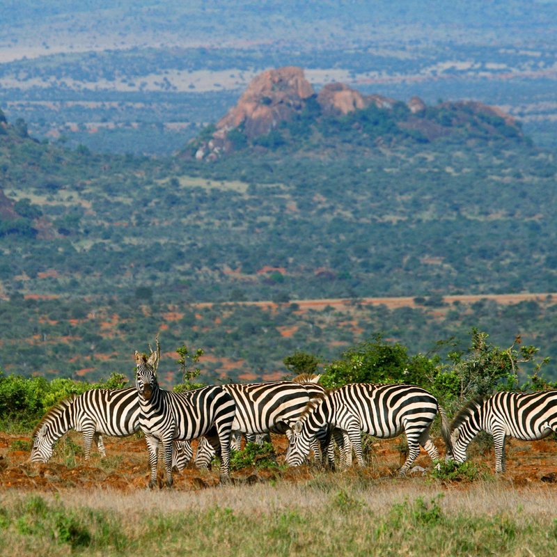 Grevy-Zebras in der Laikipia Region