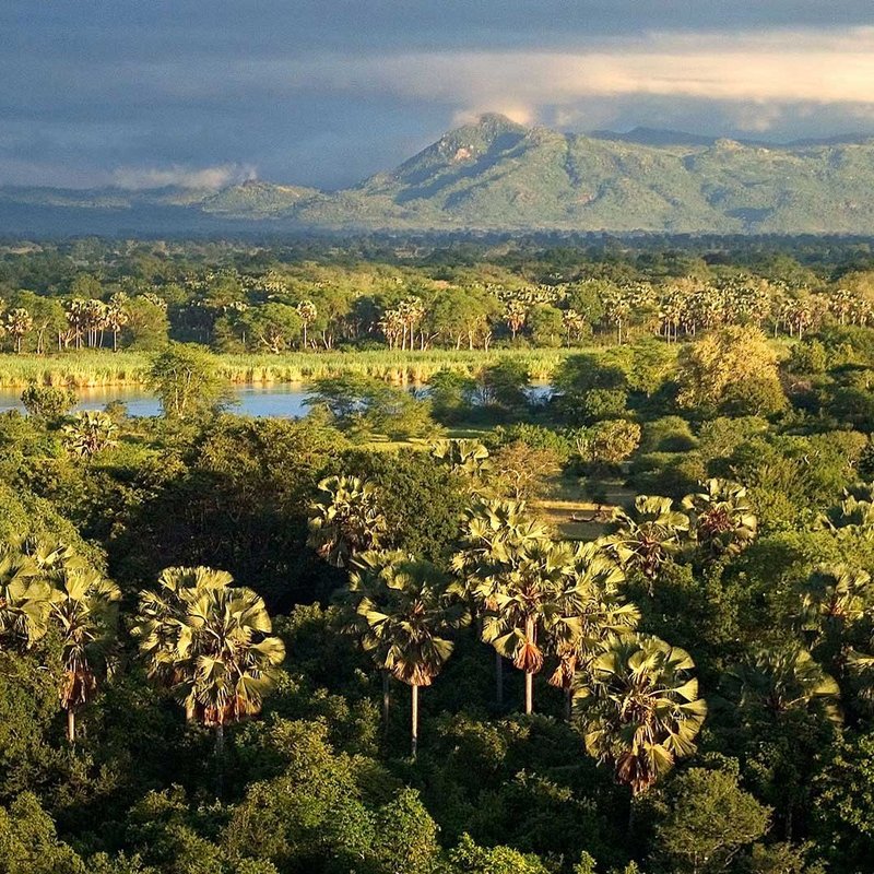 Grüne und blühende Landschaft im Liwonde Nationalpark