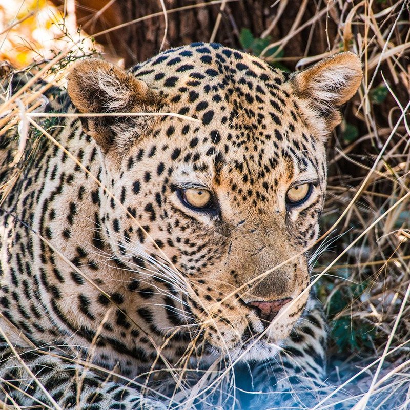 Leopard im Madikwe Wildreservat