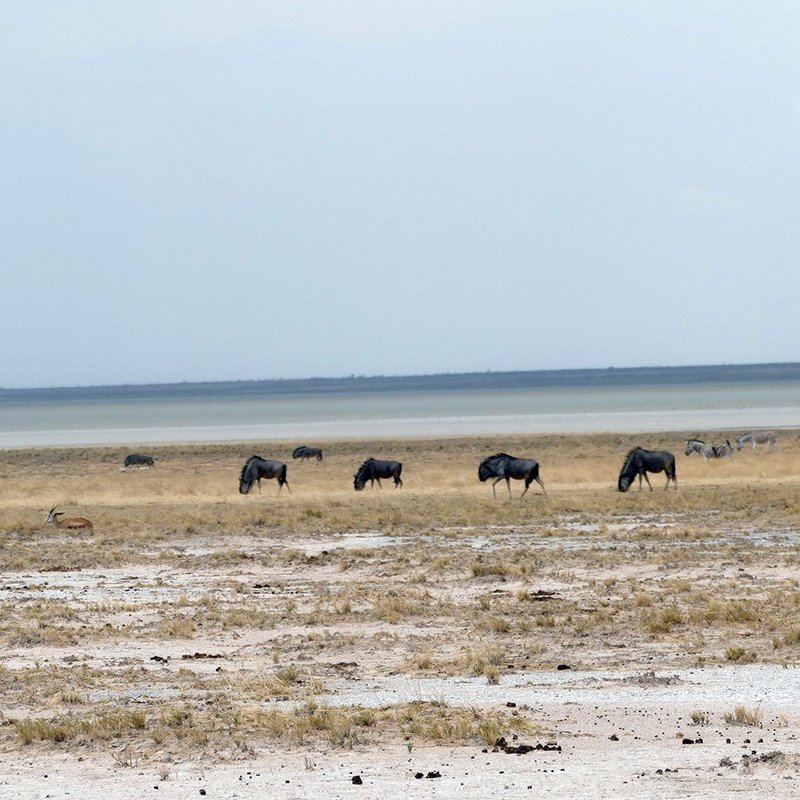 Eine Herde Gnus vor der Salzpfanne des Etosha Nationalpark