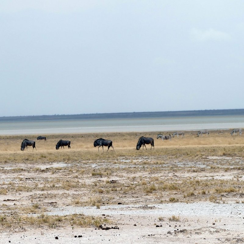 Eine Herde Gnus vor der Salzpfanne des Etosha Nationalpark