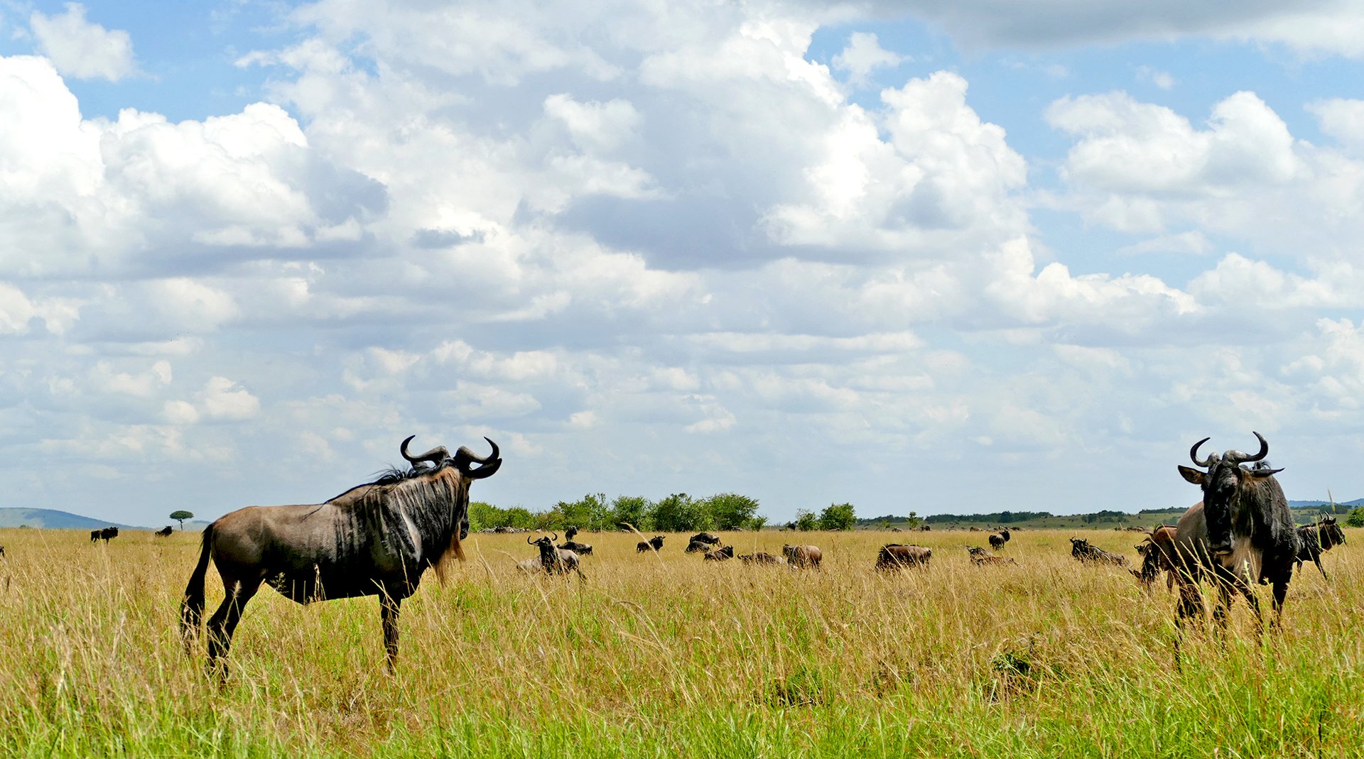 Gnus in den Weiten der Masai Mara