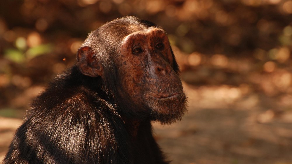 Schimpansen im Gombe Nationalpark
