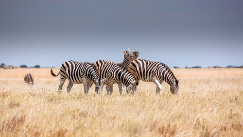ZEBRA – Abenteuer-Safari Botswana und Simbabwe