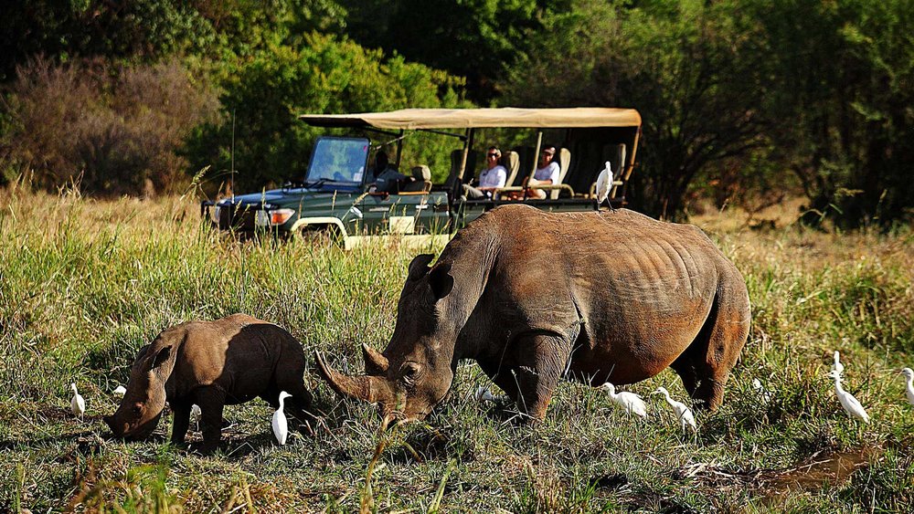 Menschen beobachten ein Nashorn mit seinem Jungen im Meru Nationalpark