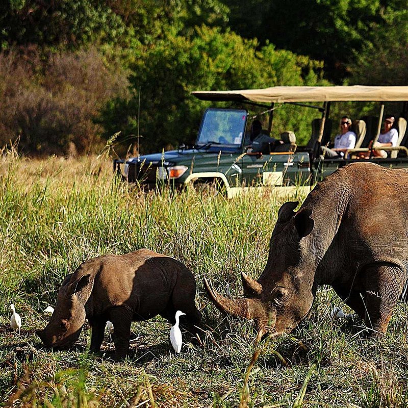Menschen beobachten ein Nashorn mit seinem Jungen im Meru Nationalpark