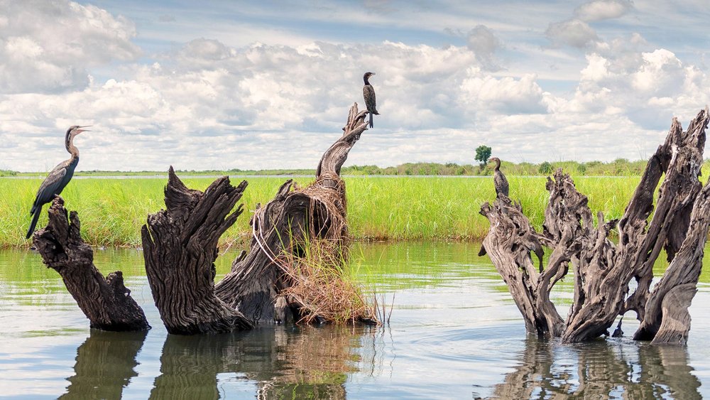 Reiher sitzen auf abgestorbenen Bäumen im Wasser im Chobe Nationalpark