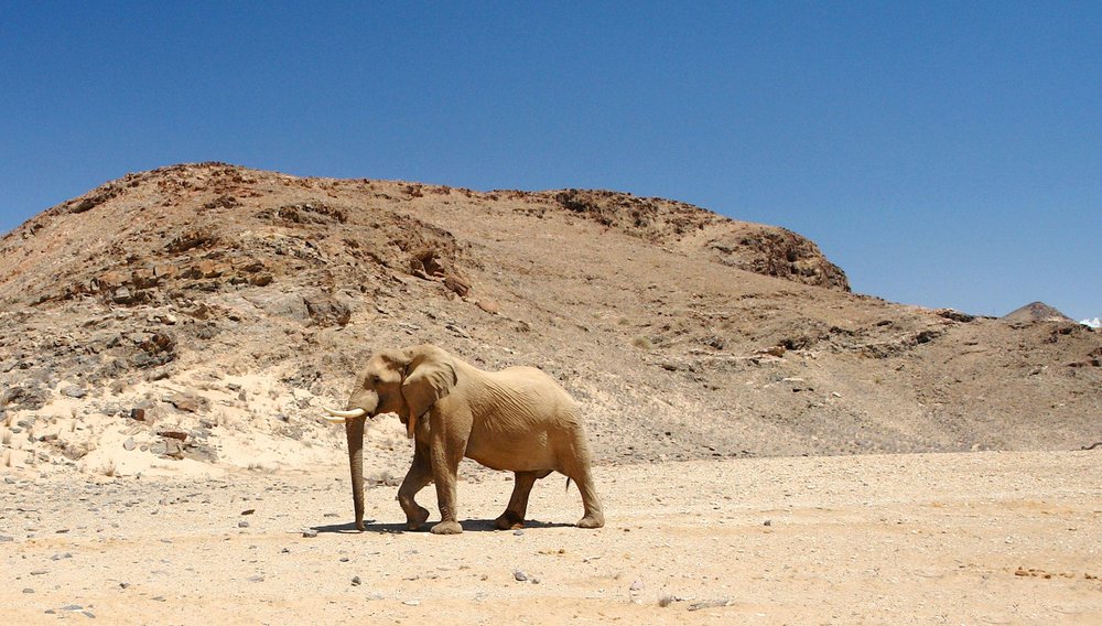Damaraland ein Wüstenelefant durchstreift die Landschaft