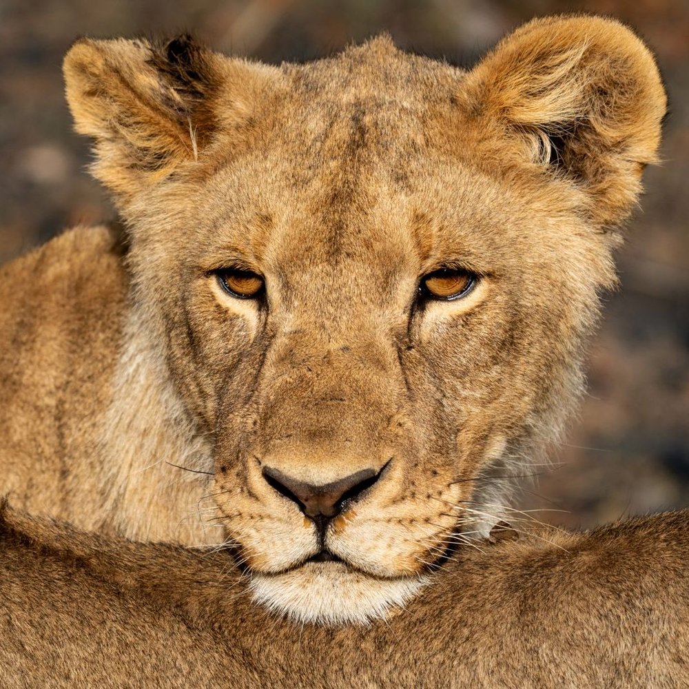 Etosha Nationalpark