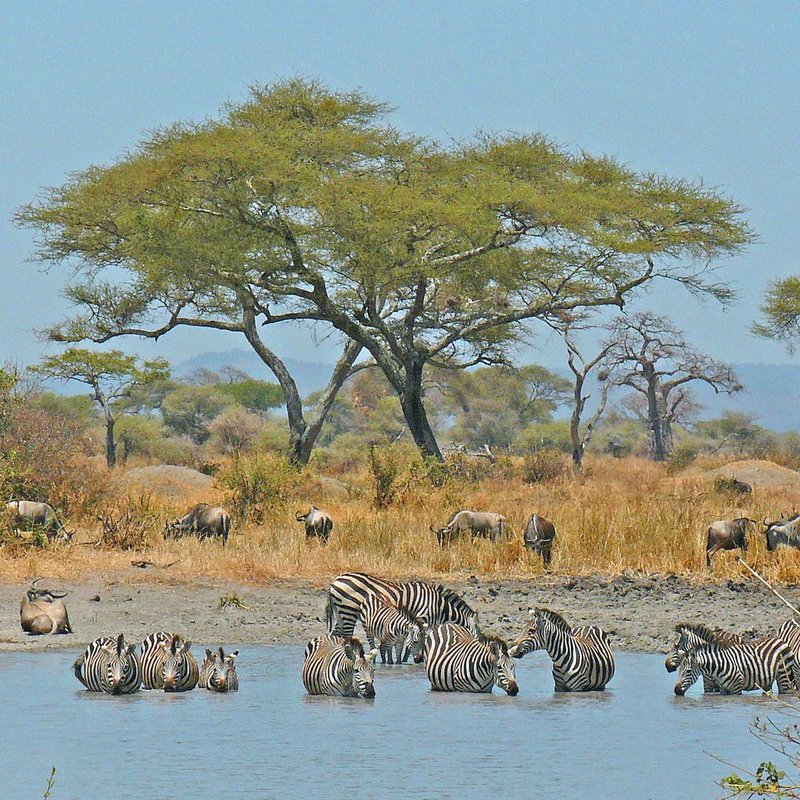 Zebras und Gnus im Tarangire Nationalpark