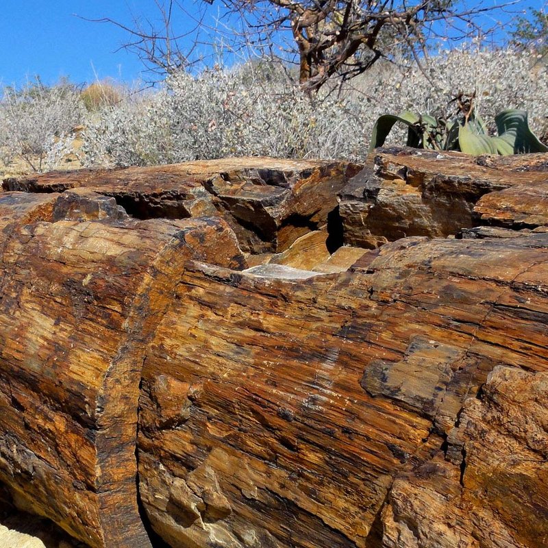Versteinerter Baum im versteinerten Wald in der Region Kunene 