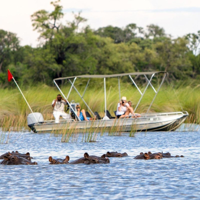 Flusspferde auf Bootsafari in Botswana