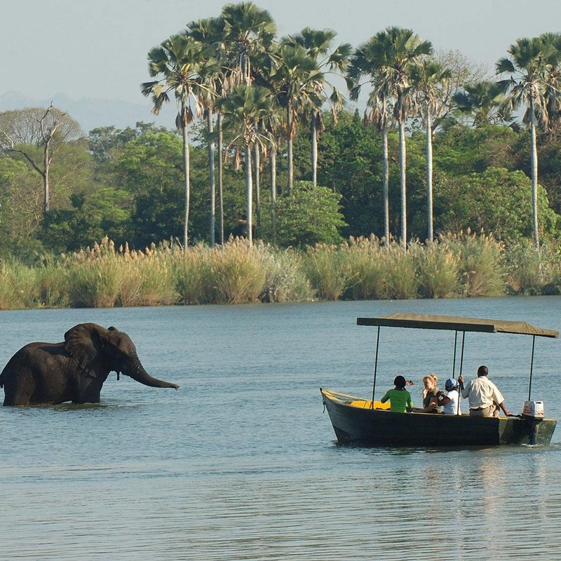 Eine Gruppe Menschen beobachtet badende Elefanten während einer Bootsafari im Shire River im Liwonde Nationalpark