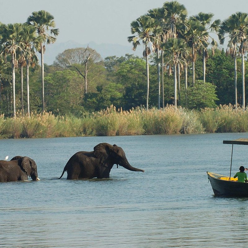 Elefanten im Liwonde Nationalpark