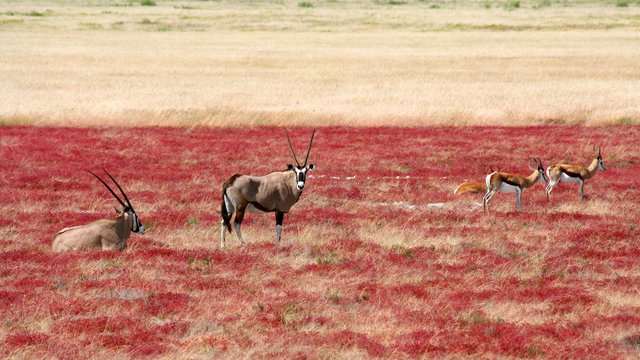 Eine Herde Oryx Antilopen vor der Landschaft in Sossusvlei