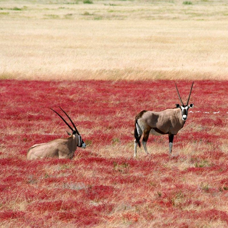 Eine Herde Oryx Antilopen vor der Landschaft in Sossusvlei