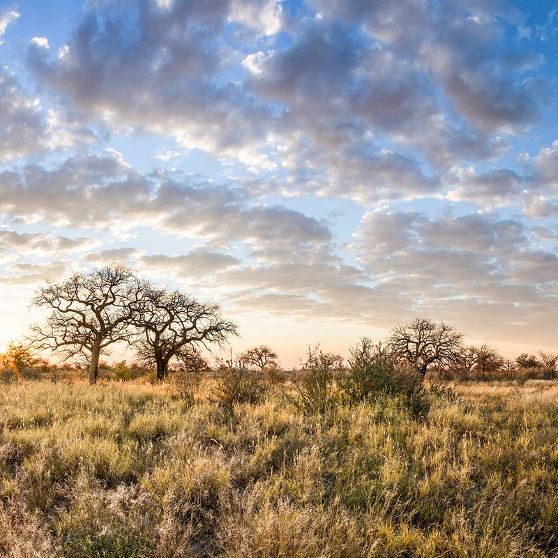 Landschaft in der Kalahari