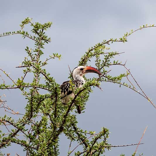 Rotschnabelhornvogel im Shaba National Reserve