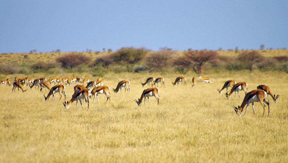 Springbockherde im Kalahari Game Reserve