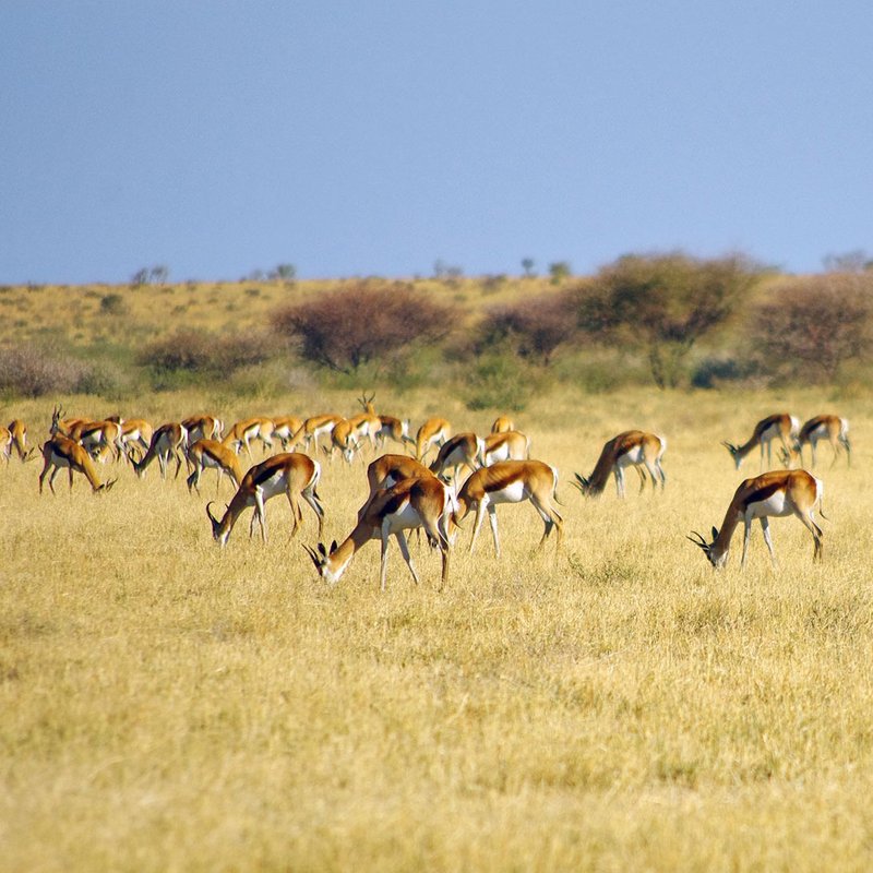 Eine Springbok Hede grast in der Central Kalahri