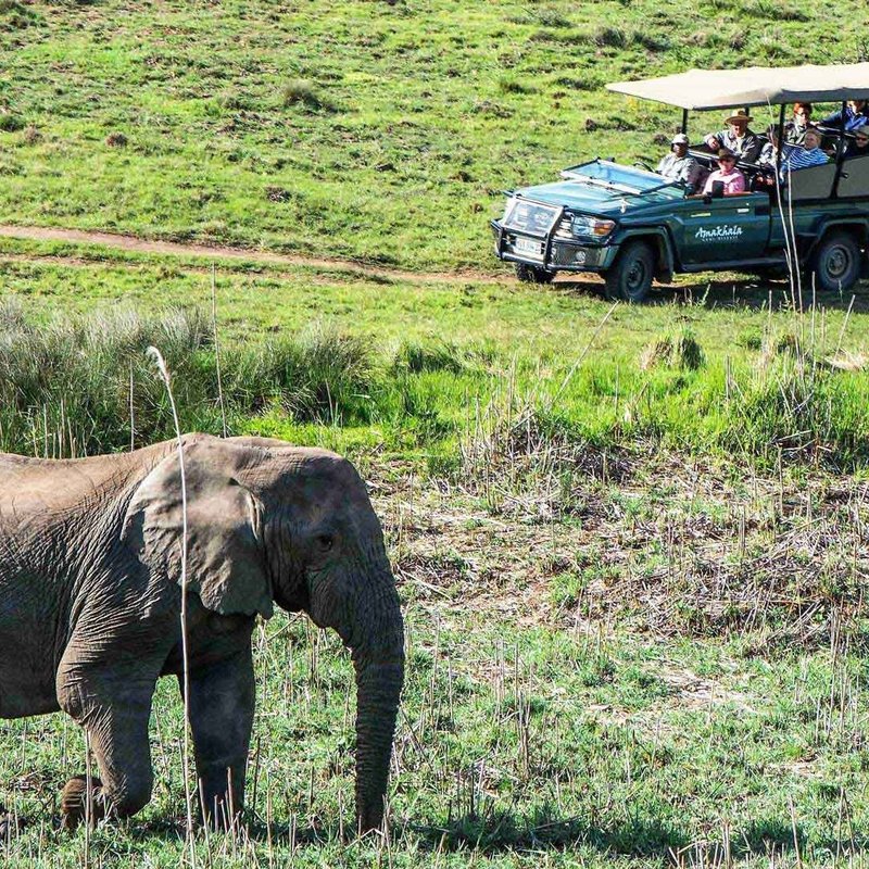 Elefant auf Safari im Amakhala Wildreservat