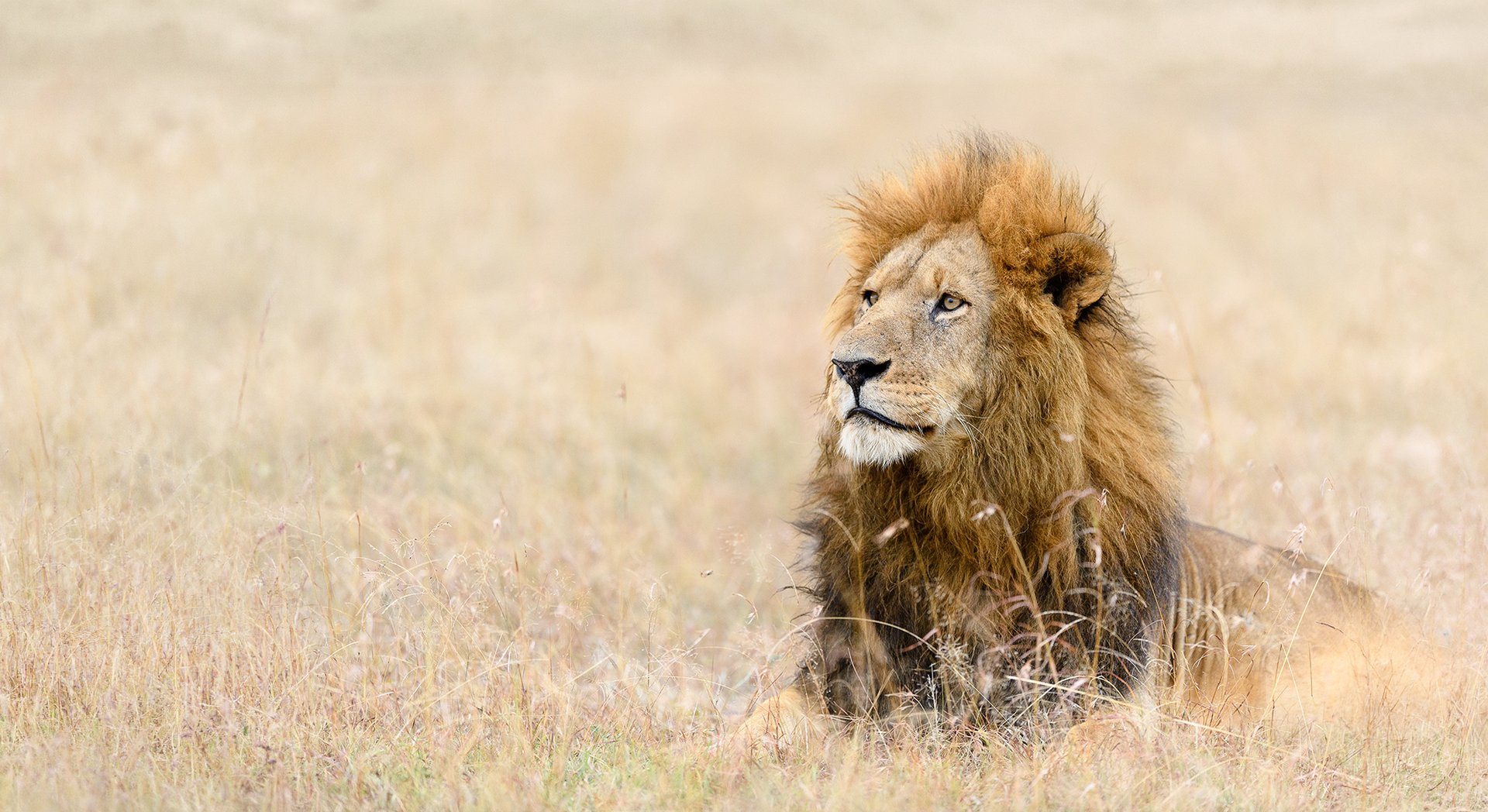 Löwe im Savannengras in der Masai Mara