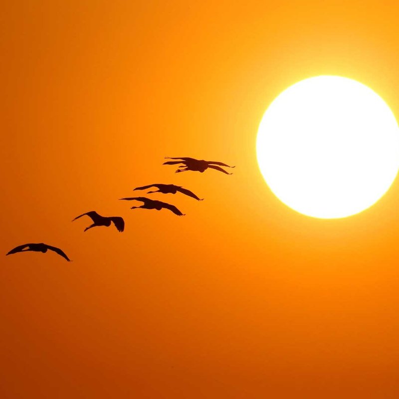 Zugvögel im Sundowner von Tansania