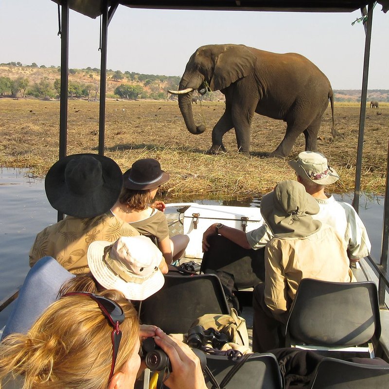 Elefant auf Bootsfahrt im Chobe Nationalpark