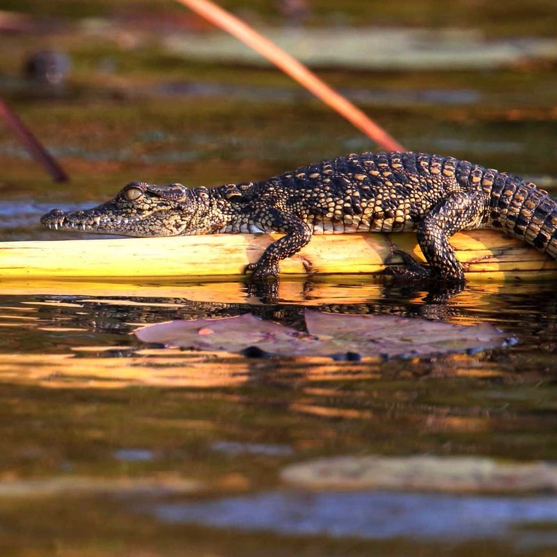 Krokodil im Okavango Delta