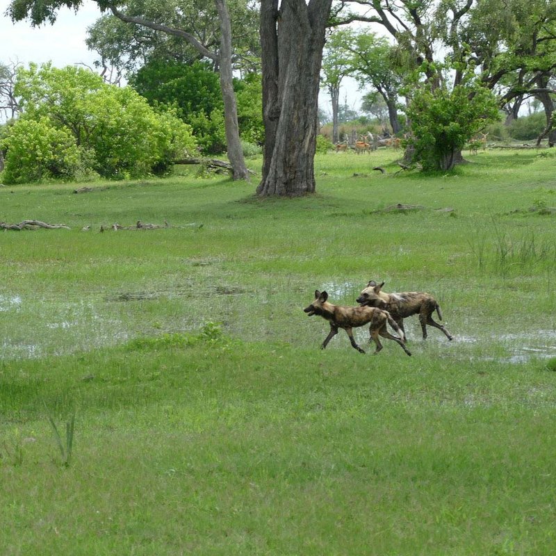 Wildhunde im Hwange Nationalpark