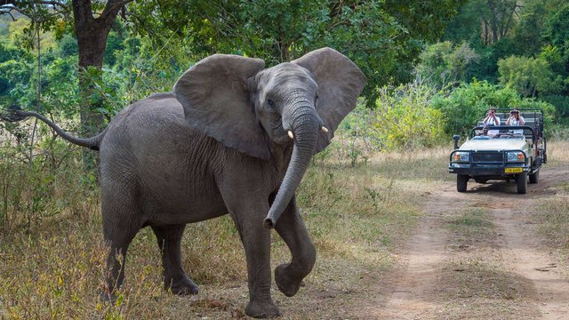 Ein Elefant überquert den Weg vor einem Safariauto im Majete Wildschutzgebiet